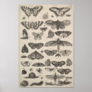 Suche nach vintage butterfly poster Illustration