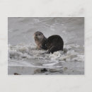 Recherche de loutre rivière cartes postales Nature