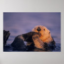 Suche nach sea otter poster Niedlich