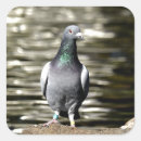 Suche nach taube aufkleber Vögel