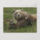 Suche nach babybär postkarten Bärenjunge