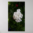 Recherche de oeillet photographie Jardin