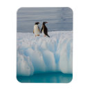 Recherche de de pingouin magnets Iceberg
