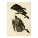 Recherche de gyrfalcon posters Illustration