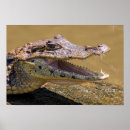 Recherche de crocodile posters Prédateur
