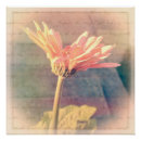 Recherche de gerber rose posters Élégant