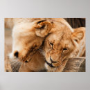 Recherche de fierté de chat posters Chatte