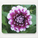 Suche nach dahlie mousepads Gärten