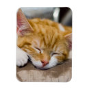 Suche nach kitten magnete Orange