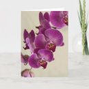 Suche nach rosa orchidee karten Orchideen