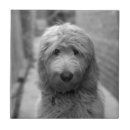 Recherche de jardins carreaux Animal