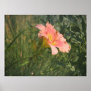 Suche nach taglilien poster Rosa