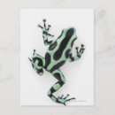 Suche nach grüner frosch postkarten Natur