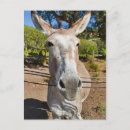 Suche nach lustiger esel poster Portrait