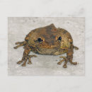 Suche nach frosch foto postkarten Fotografie