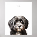 Suche nach havaneser poster Hund