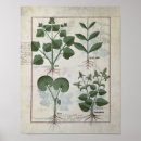 Suche nach medizinische pflanzen poster Abhandlung