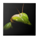 Suche nach mantis untersetzer Mantitis