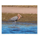 Suche nach florida vögel poster Ozean