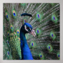 Recherche de paon fier art Vert