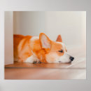 Recherche de chien corgi posters Mignon