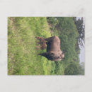 Recherche de orignal cartes postales Nature