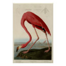 Recherche de flamant américain posters John james audubon