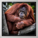 Suche nach orang utans poster Tier