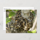 Recherche de boa cartes postales Reptile