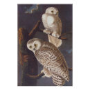 Suche nach white owl poster Schneeeule
