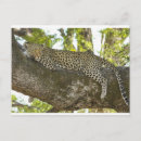 Recherche de leopard cartes postales Faune