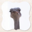 Recherche de autruche dessous de verres Oiseaux