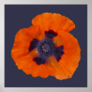 Suche nach mohn poster Orange