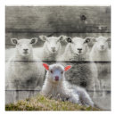 Recherche de mouton posters Troupeau de moutons