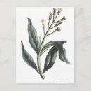Recherche de clou cartes postales Botanique
