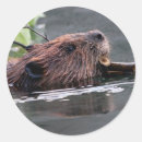 Recherche de castor mignon autocollants Animal
