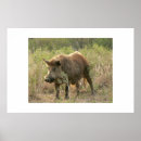 Suche nach strauch poster Tiere