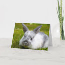 Recherche de bunny anniversaire cartes Animal