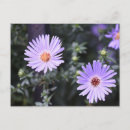 Recherche de fleur violette cartes postales Photographie