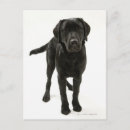 Suche nach schwarzes labrador retriever poster Ein tier