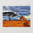 Recherche de lionesse cartes postales Gros chat