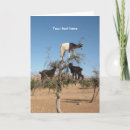 Suche nach marokko karten Lustige tiere