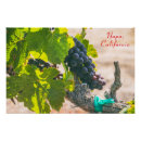 Suche nach napa poster Weinrebe