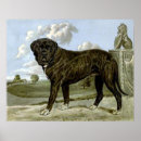 Recherche de mastiff posters Animal