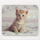 Recherche de chaton tapis souris Jour
