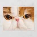 Recherche de harlequin cartes postales Animal