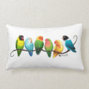 Recherche de perruche de coussins Oiseaux