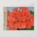 Suche nach aroma postkarten Blume