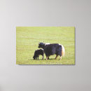 Suche nach kalb leinwandbilder Horizontal