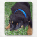 Recherche de rottweiler tapis souris Chien